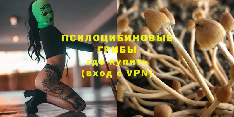 закладки  Кола  Галлюциногенные грибы Psilocybe 